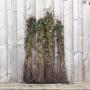 (Crataegus monogyna) Hawthorn 90/120cm bare root x 250