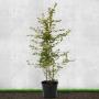 (Carpinus betulus) Hornbeam 150/175cm 15L pot