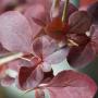 Red Berberis (Berberis ottawensis) Leaf Close Up