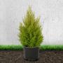 (Cupressus macrocarpa 'Goldcrest') Monterey Cypress 'Goldcrest' 40/60cm 5L pot