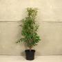 (Prunus Lusitanica angustifolia) Portuguese Laurel 90/120cm 10L pot