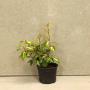 (Elaeagnus x ebbingei 'Limelight') Oleaster 'Limelight' 20/40cm 2L pot