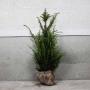 (Taxus baccata) English Yew 100/125cm Root ball