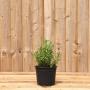 (Lavandula angustifolia 'Hidcote') Lavender - Hidcote 10/20cm 2L pot