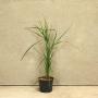 Calamagrostis x acutiflora 'Karl Foerster' Grass 2L Pot