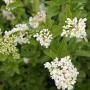 Wild Privet (Ligustrum Vulgare) Flowers