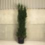 (Taxus baccata) English Yew 150/175cm 20L pot