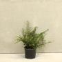 (Cotoneaster horizontalis) Wall Cotoneaster 20/40cm 2L pot