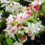 Crab Apple (Malus Sylvestris) Flowers and Leaves