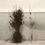 (Carpinus betulus) Hornbeam 120/150cm bare root x 500