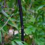 Black Bamboo (Phyllostachys Nigra) Leaves and Stem