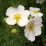 White Potentilla (Potentilla Abbotswood) Multiple Flowers