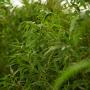 Green Bamboo (Phyllostachys Bissetii) Hedging