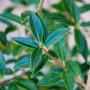 Wild Privet (Ligustrum Vulgare) Leaves