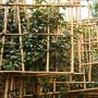 Oleaster Fresh Pleached Tree 200cm Clear Stem, 6-8cm Girth, 100 Wide x 100 High, Pot Grown - view 3