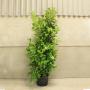 (Prunus laurocerasus 'Rotundifolia') Cherry Laurel 175/200cm 15L pot