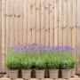 (Lavandula angustifolia 'Hidcote') Lavender - Hidcote 10/20cm 2L pot x 50