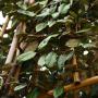 Oleaster Fresh Pleached Tree 200cm Clear Stem, 6-8cm Girth, 100 Wide x 100 High, Pot Grown - view 2