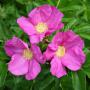 Rosa Rugosa Rubra (Pink Ramanus Rose) Mulitple Flowers