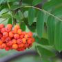 Rowan or Mountain Ash (Sorbus Aucuparia) Berries and Leaves