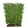 Wild Privet (Ligustrum vulagre) Easy Hedge Instant Hedging Element150cm high 100cm wide