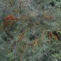 Sea Buckthorn (Hippophae Rhamnoides) Full Hedge