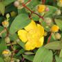 Hypericum Hidcote (St Johns Wort) Flower and Buds
