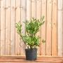 (Prunus laurocerasus 'Otto Luyken') Compact Laurel Hedging 30/50cm 5L pot x 40