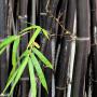 Black Bamboo (Phyllostachys Nigra) Canes Close Up