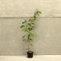 (Prunus Avium) Wild Cherry60/90cm 2L pot