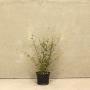 (Cotoneaster franchetii) Franchet's Cotoneaster 40/60cm 2L pot