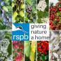 RSPB Approved Ultimate Bird Friendly Hedging