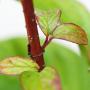 Vivid Red Dogwood (Cornus Alba Sibirica) Leaf Close Up