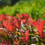Photinia x Fraseri Red Robin Foliage in Sun