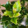 English Holly (Ilex Aquifolium) Leaves Close Up