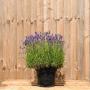 (Lavandula angustifolia 'Munstead') English Lavender 20/30cm 10L pot