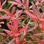 Berberis Wintergreen (Berberis julianae) Red Foliage
