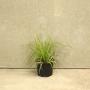 Carex oshimensis 'Evergold' Grass Plant 2L Pot
