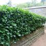 English Holly (Ilex Aquifolium) Full Hedge Lyme Hall