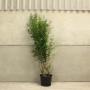 (Ligustrum ovalifolium) Common Privet 175/200cm 12L pot