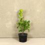 (Prunus laurocerasus 'Rotundifolia') Cherry Laurel 40/60cm 2L pot