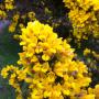 Gorse (Ulex Europaeus) Flowers Close Up