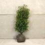 (Prunus Lusitanica angustifolia) Portuguese laurel 125/150cm Root ball