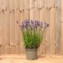 (Lavandula angustifolia 'Munstead') English Lavender 20/30cm 5L pot