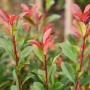 Photinia 'Red Robin' Trellis Grown 10L Pot