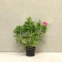 (Rosa Rugosa 'Rubra') Rosa rugosa pink 40/60cm 2L pot