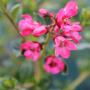 Pink Escallonia Flowers