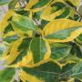 Oleaster Gilt Edge (Elaeagnus x ebbingei Gilt Edge) Yellowing Leaves