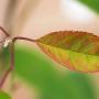 Juneberry (Amelanchier canadensis) Orange Leaf