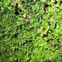 Lonicera Nitida Leaf Hedge Close Up